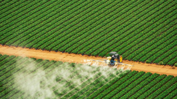 Wasp Removal Services in Falkville, AL